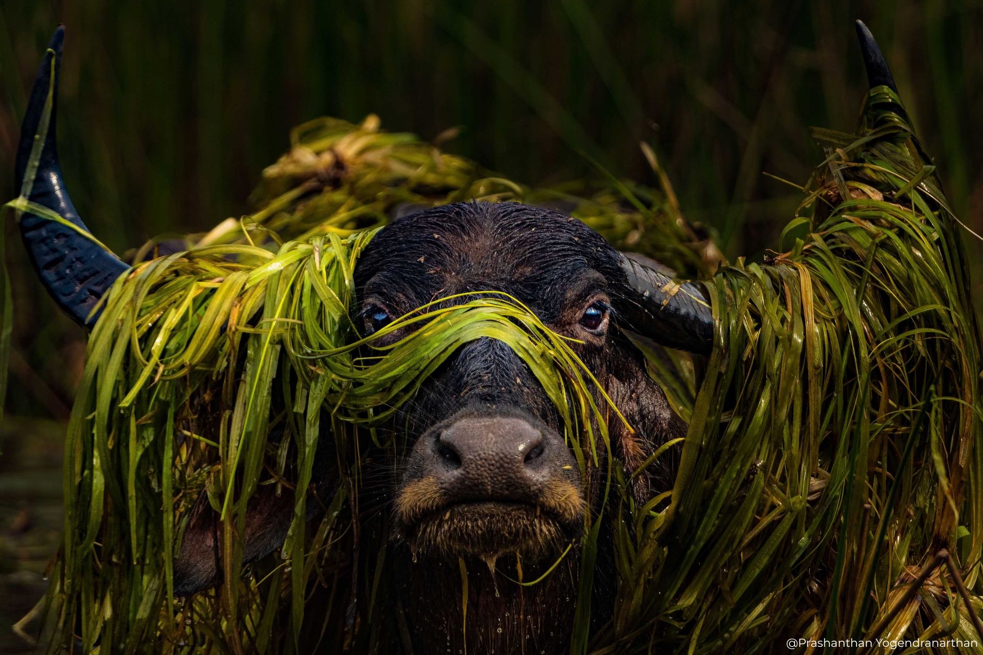 Wild Portrait 1