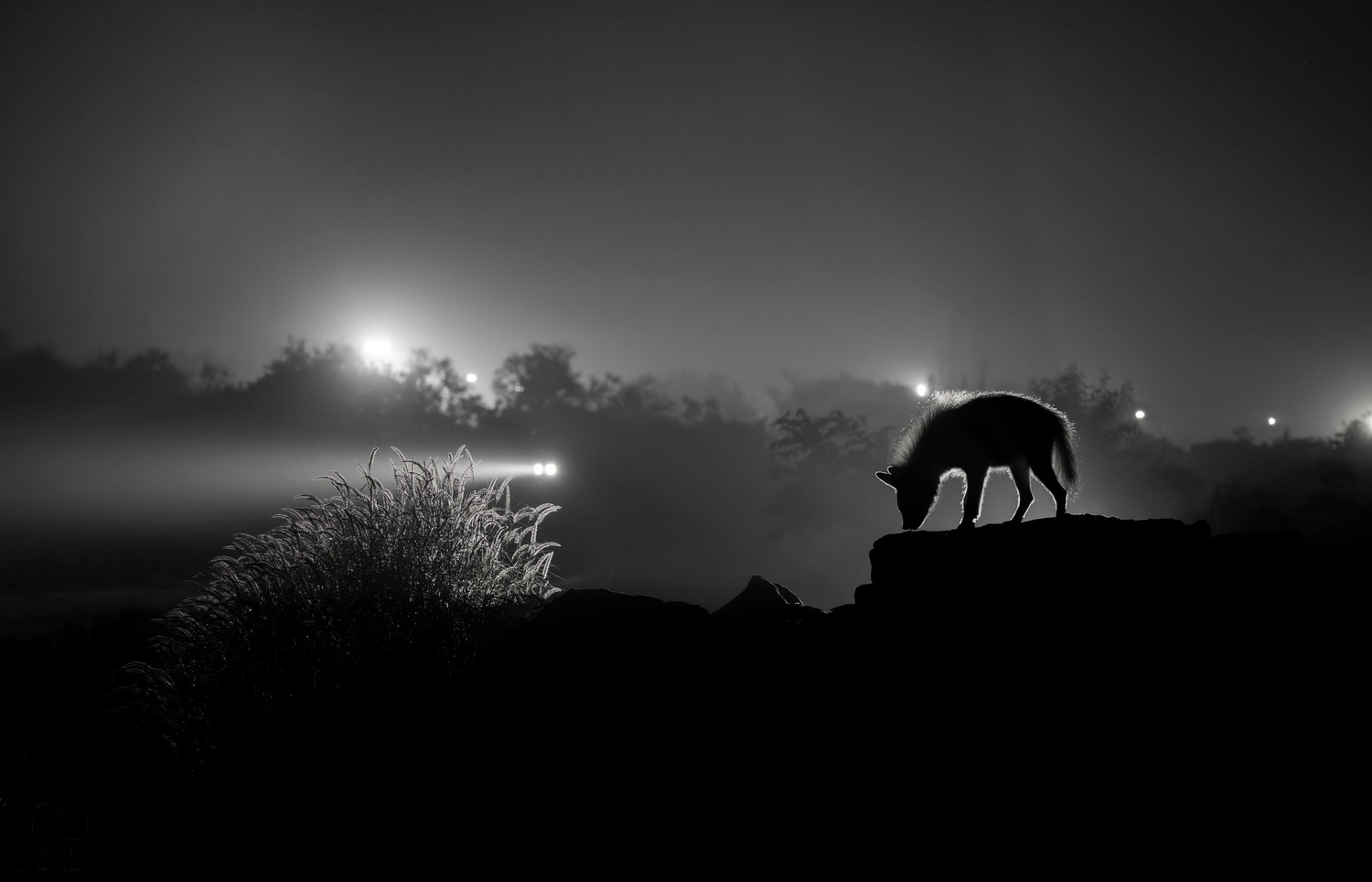NightStalker