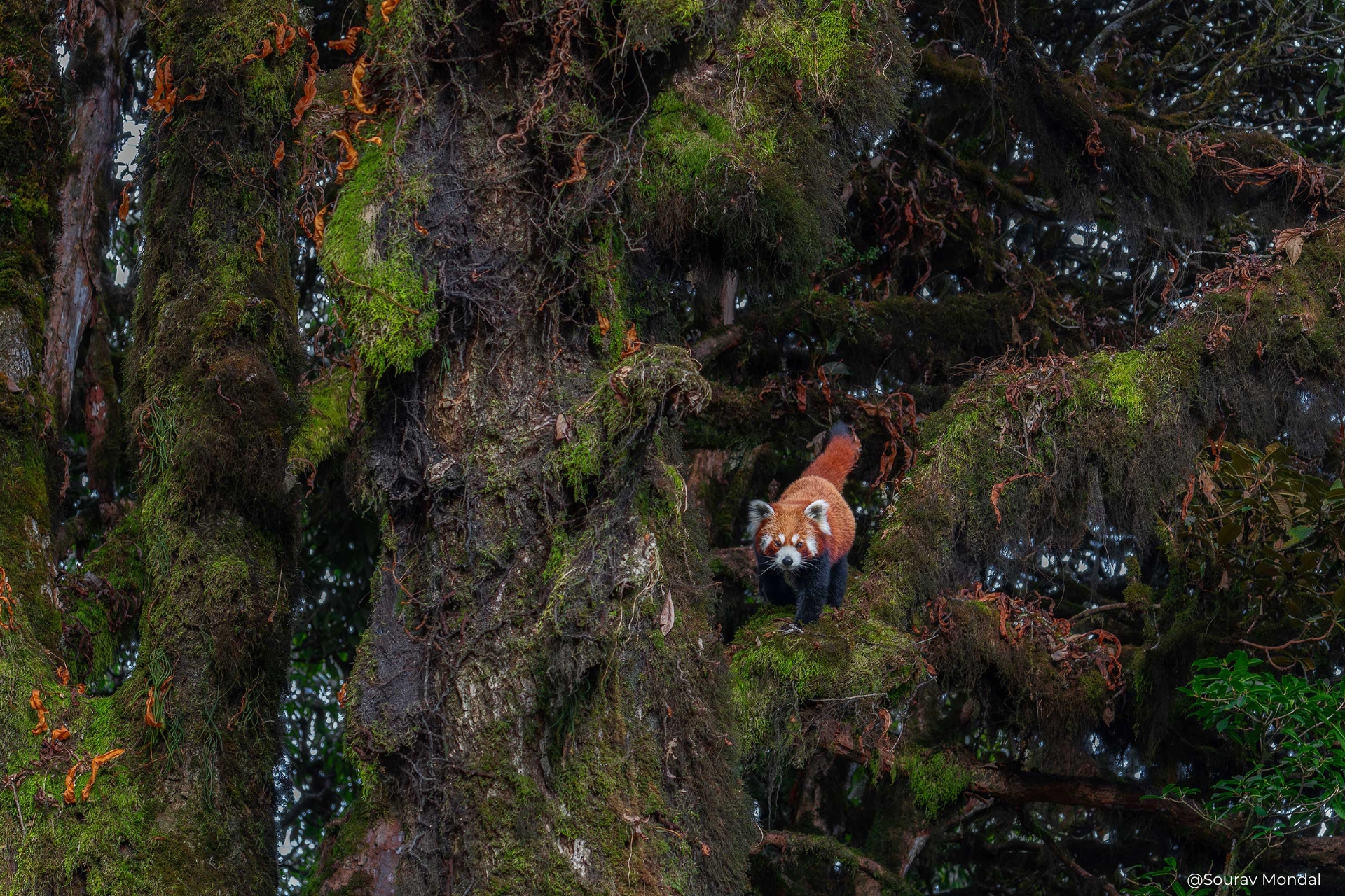 Wild Portrait 3