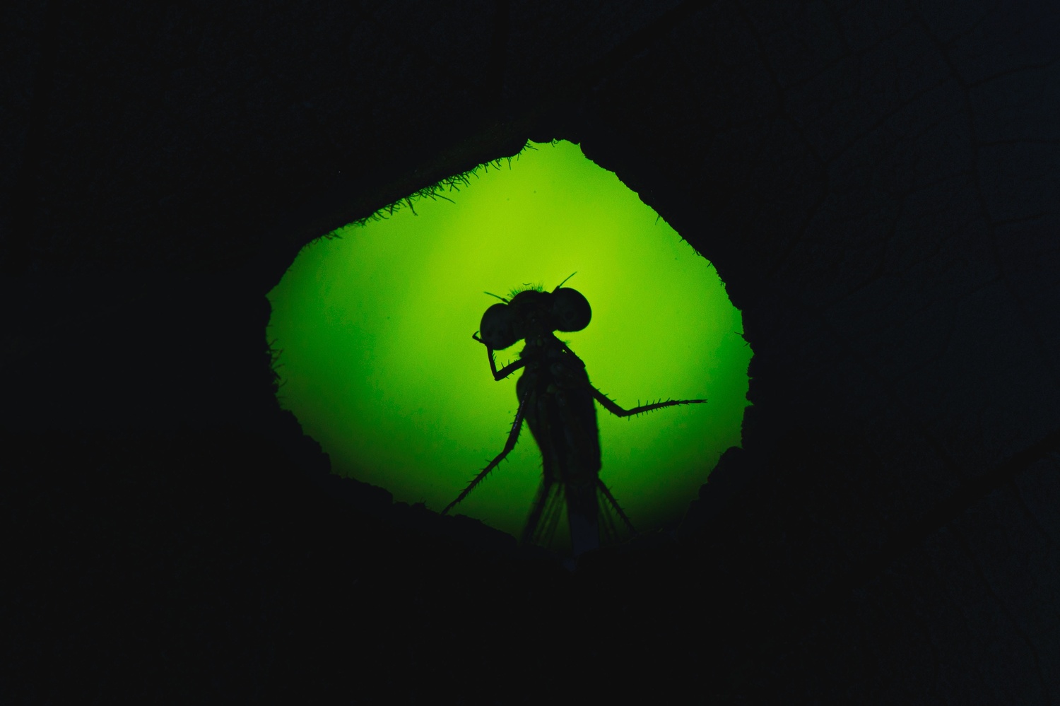 Thinkingshadow