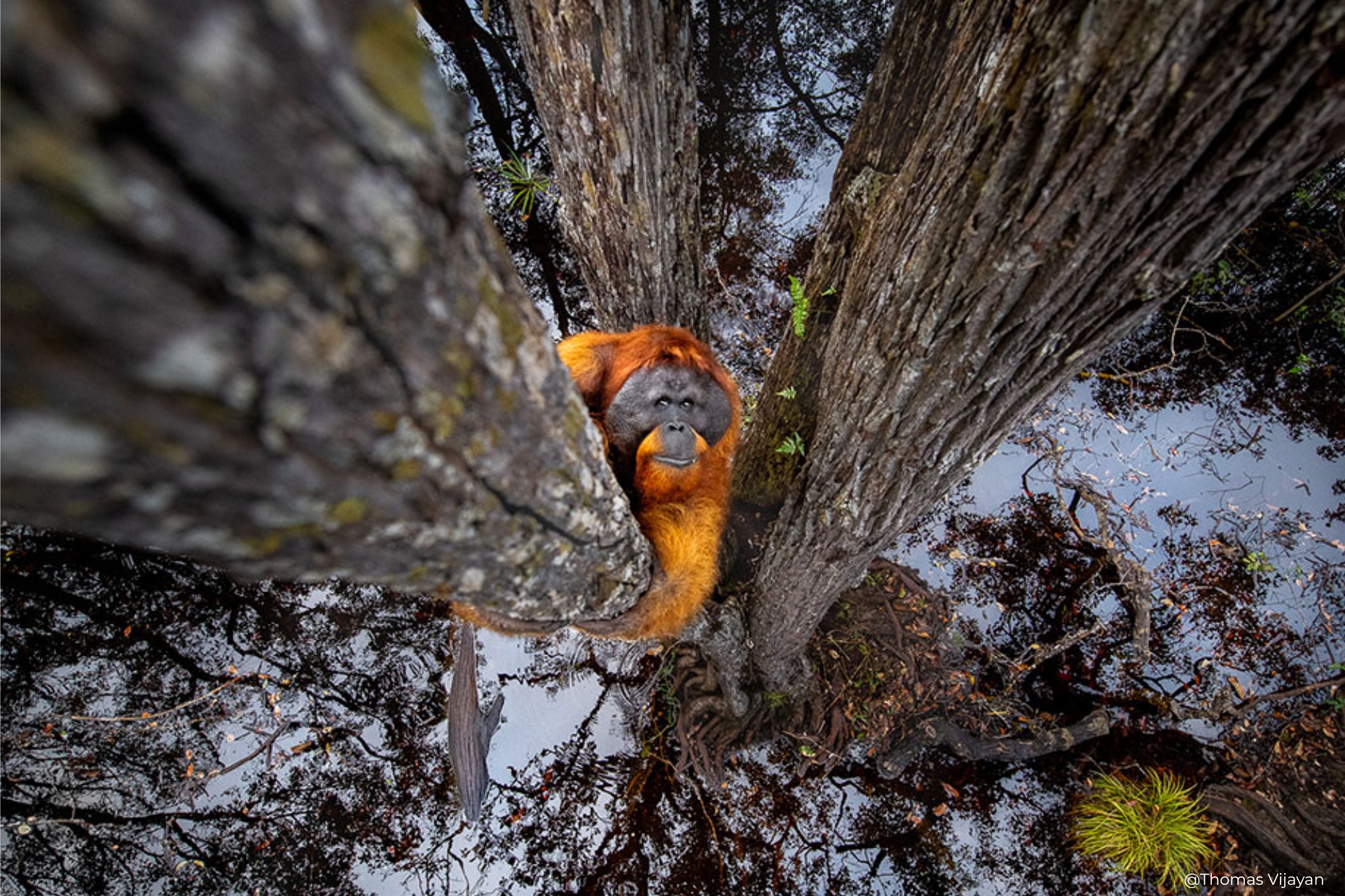Wild Portrait 6