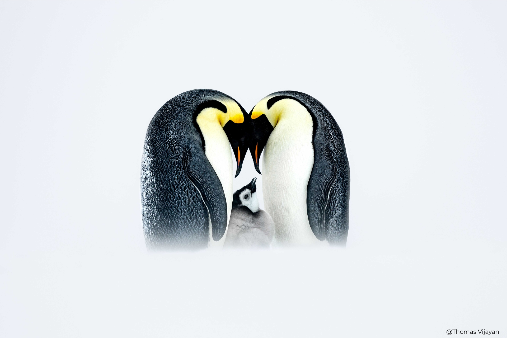 Wild Portrait 7